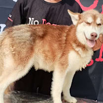 Thumbnail photo of Argi 4132 #2