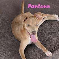 Thumbnail photo of Pavlova #1