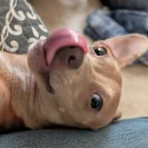 Thumbnail photo of Pavlova #2