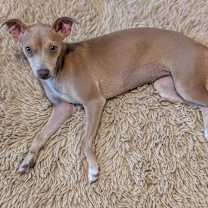 Thumbnail photo of Pavlova #3