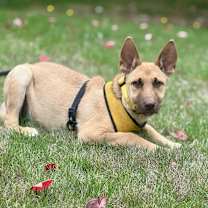 Thumbnail photo of Moira - Schitt's Creek Litter - AVAILABLE #4