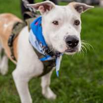 Thumbnail photo of Gus #1