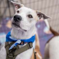 Thumbnail photo of Gus #2