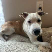 Thumbnail photo of Gus #3