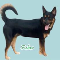adopt-pet