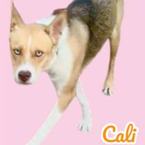 adopt-pet