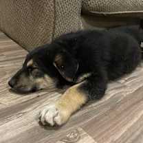 Thumbnail photo of Clifford #2