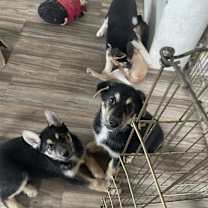 Thumbnail photo of Clifford #3