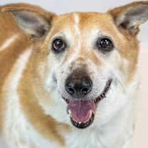 Thumbnail photo of Boo #1