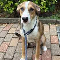 Thumbnail photo of Penne #1