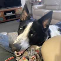 Thumbnail photo of Poncho #1