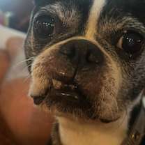 Thumbnail photo of Chewie #1