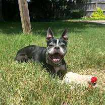 Thumbnail photo of Chewie #2