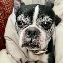 Thumbnail photo of Chewie #4