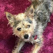 Thumbnail photo of Rosie (bonded w Georgie) #1