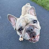 Thumbnail photo of Mabel D6101 #2