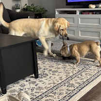 Thumbnail photo of Mabel D6101 #4