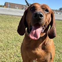 Thumbnail photo of Bo: 'My Home to Yours,' not at the shelter #2