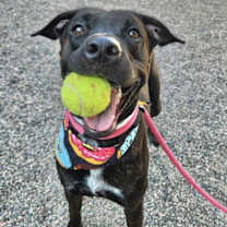adopt-pet
