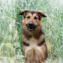adopt-pet