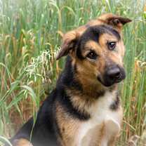 Thumbnail photo of Pépé #3