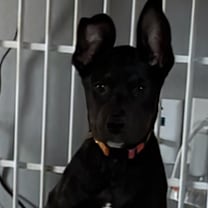 adopt-pet