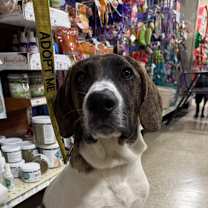 Thumbnail photo of Rascal #4