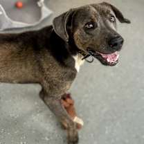 Thumbnail photo of Noopy - Off Site, Mutts with Manners #1