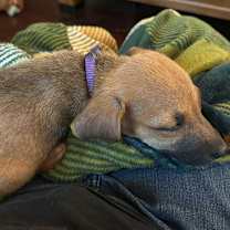 Thumbnail photo of Zayit DHH #4