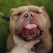 Thumbnail photo of Buttercup *Bonded Pair* #2