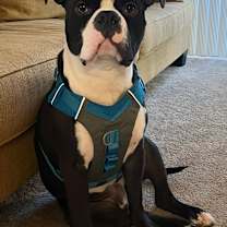 Thumbnail photo of Meatball CP #1