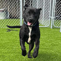 Thumbnail photo of Crush #1