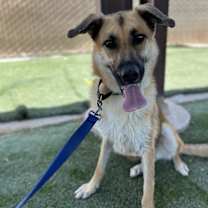 adopt-pet