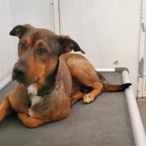adopt-pet