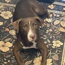 Thumbnail photo of Izzy #3