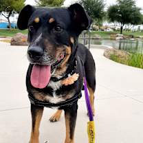 adopt-pet