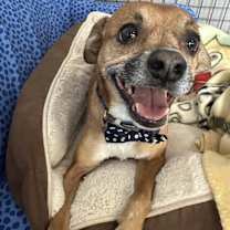 adopt-pet