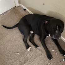 adopt-pet
