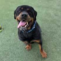 adopt-pet