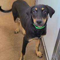 adopt-pet