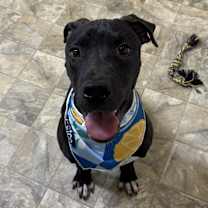 Thumbnail photo of Dickens #2