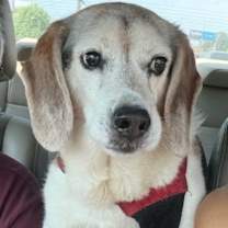 Thumbnail photo of Buddy #2