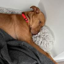 Thumbnail photo of Jake #3