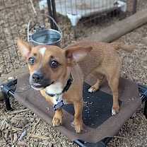 Thumbnail photo of Hera #2