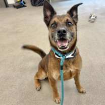 adopt-pet