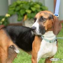 Thumbnail photo of Barkley #2