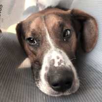 Thumbnail photo of Barkley #4