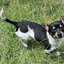 Thumbnail photo of FOSTER HOMES NEEDED #4