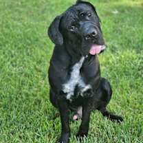 Thumbnail photo of clifford #1