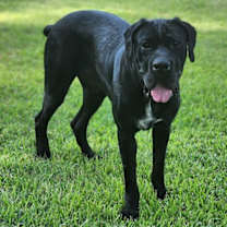 Thumbnail photo of clifford #2